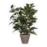 Planta Decorativa Mica Decorations 40 x 30 cm Cerámica Verde PVC Ficus