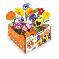 Set de Cultivo Batlle Flores Comestible 19 x 19 x 10 cm