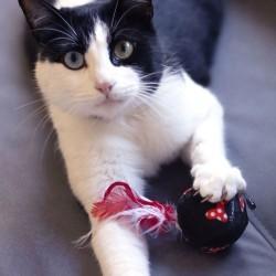 Juguete para gatos Minnie Mouse Rojo PET