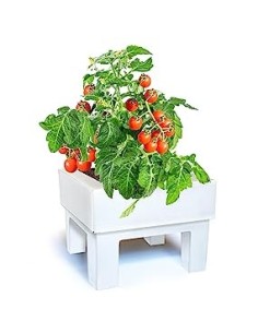 Huerto Urbano Un Toque Picante (Rucula Y Rabanitos)