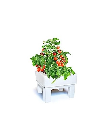 Huerto Urbano Un Toque Picante (Rucula Y Rabanitos)
