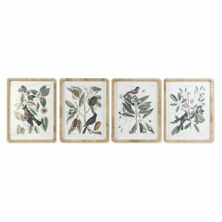 Cuadro DKD Home Decor 50 x 2,5 x 65 cm Shabby Chic Plantas botánicas (4 Piezas)