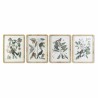 Cuadro DKD Home Decor 50 x 2,5 x 65 cm Shabby Chic Plantas botánicas (4 Piezas)