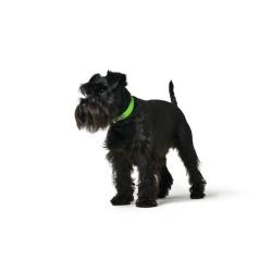 Collar para Perro Hunter Convenience 47-55 cm L Verde