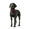 Collar para Perro Hunter Aalborg Rojo S/M 37-43 cm