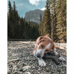 Mordedor de perro Benebone Marrón Animales