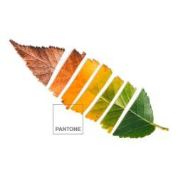 Funda Nórdica Leaf Pantone