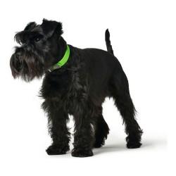 Collar para Perro Hunter Convenience Talla M Verde (38-46 cm)