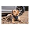 Arnés para Perro Company of Animals CarSafe Negro Talla M