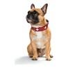 Collar para Perro Hunter Swiss Rojo/Negro (38-43.5 cm)